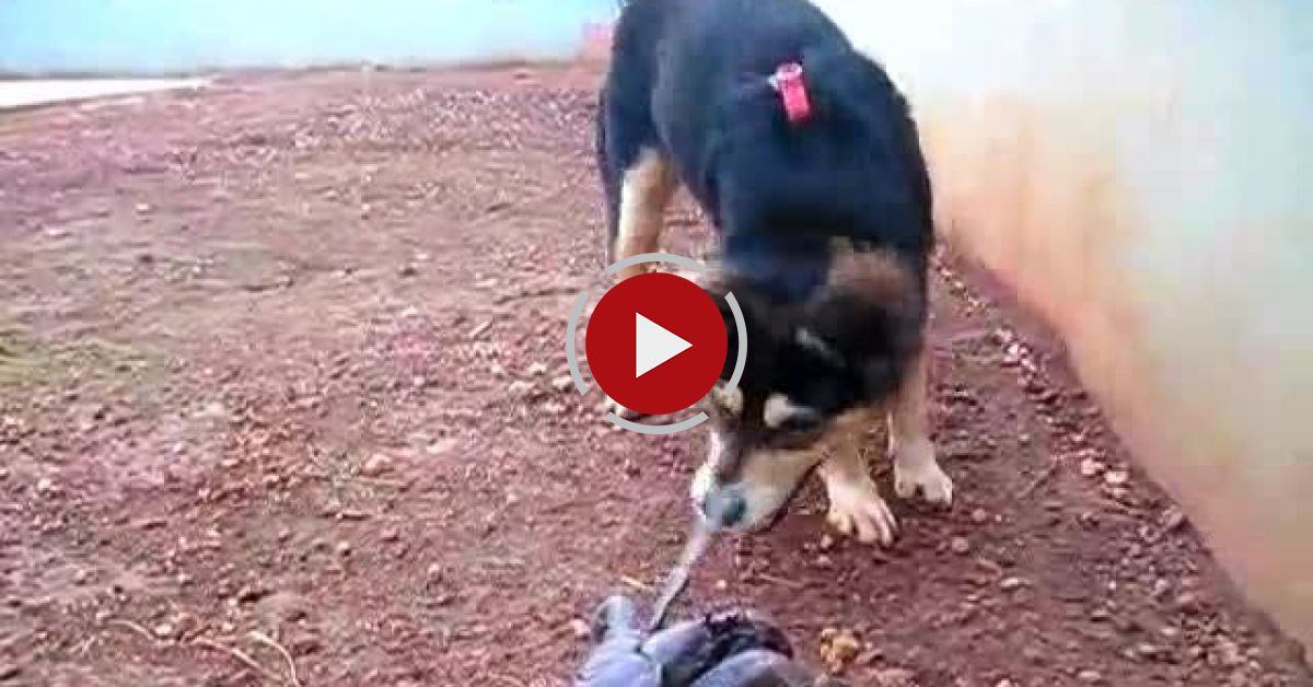 Dog & Coconut Crab Video Blog Evadează