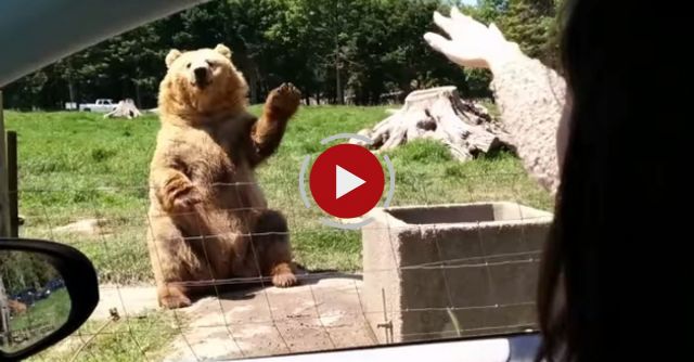 Awesome Catch By The Bear