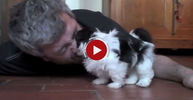 Having Fun With A Tiny Shih Tzu Puppy