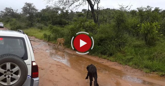 Mom Saves Baby Buffalo From Lion