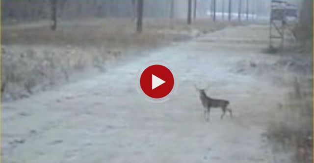 Worst Hunter Vs. Dumbest Deer