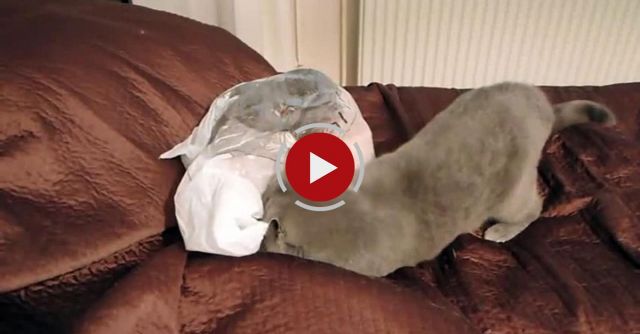 Cat Fail - Plastic Bag