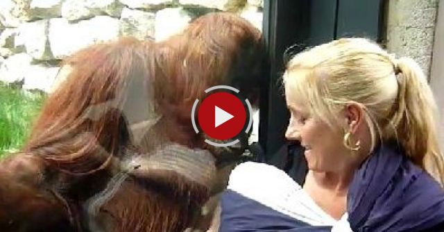 Orangutan Wants To See Baby 