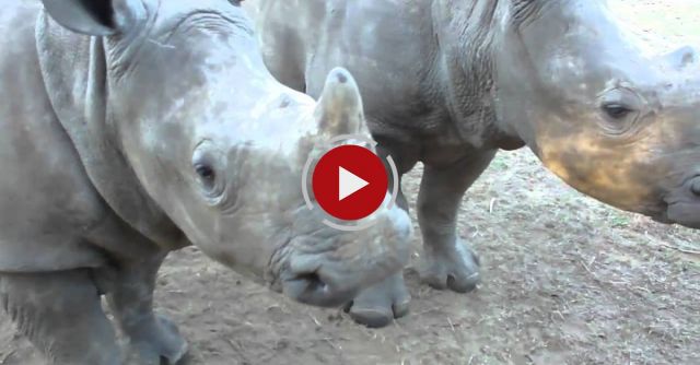 You Would Never Guess This Is What A Rhino Sounds Like..