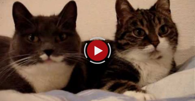 The Two Talking Cats