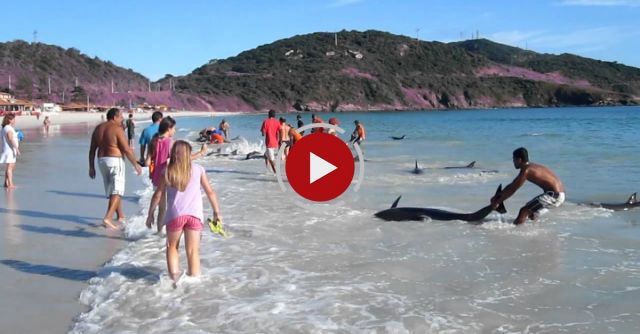30 Dolphins Stranding And Incredibly Saved! Extremely Rare Event!