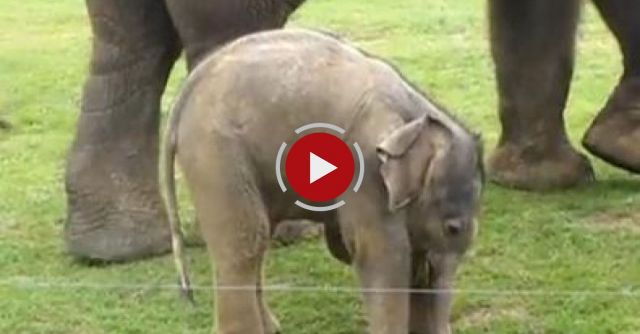 Cute Baby Elephant's First Steps -and Steps On His Trunk! Hilarious Video!
