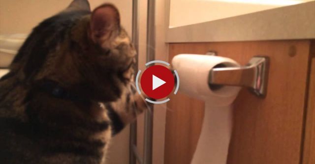 Willie Is Better Than Your Cat