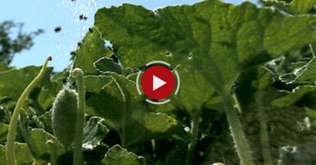 Unbelievable Footage Of Exploding Plants