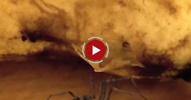 Spider Bursts Out Of A Banana