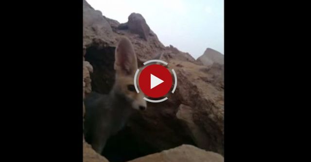 Mischievous Desert Fox Steals A Phone!