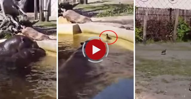 Hippos Help Duckling Escape From Pond In Zoo