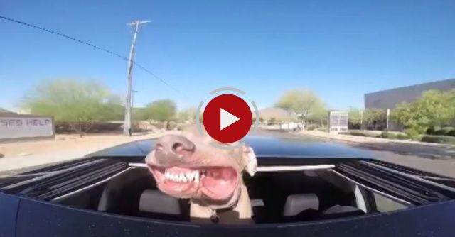 Why Your Dog Wants A Sunroof 