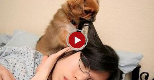 Cute Dogs Waking Up Owners 