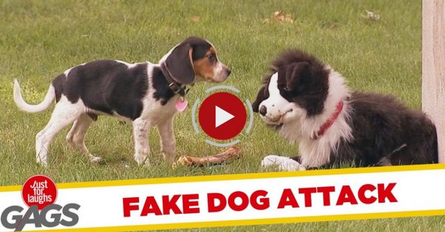 Stuffed Dog Attacks Real Dog