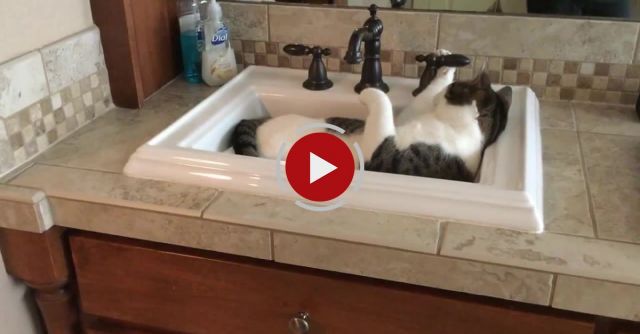 Mick The One-eyed Cat No Longer Needs His Humans To Get A Drink Of Water.