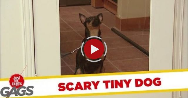 Cute Tiny Dog HORRIFIES People