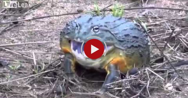 Man Messes With The Wrong Frog