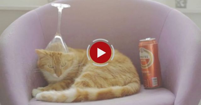 Tous - When You Leave A Guy Alone With A Cat And Booze