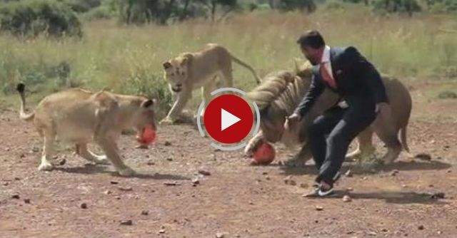 A World's First: Kevin Richardson Playing Football With Wild Lions 