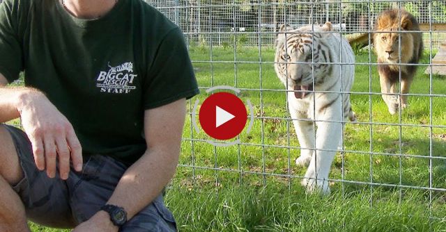 Never Turn Your Back On BIG CATS!