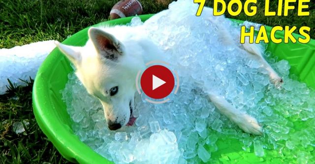 7 Simple Life Hacks For Your Dog