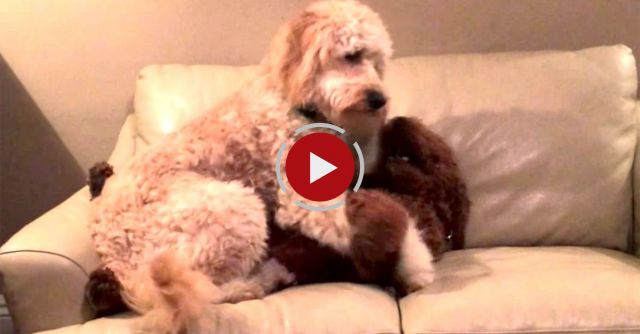Dog Comforts Pal Having Bad Dream