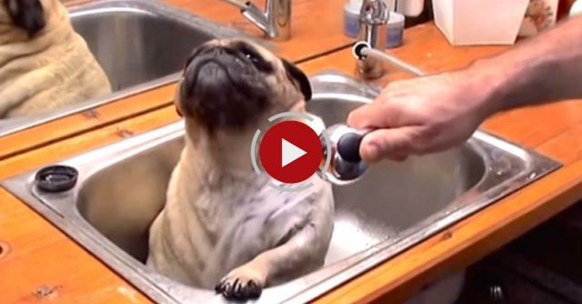 Barry The Pug In The Tub.