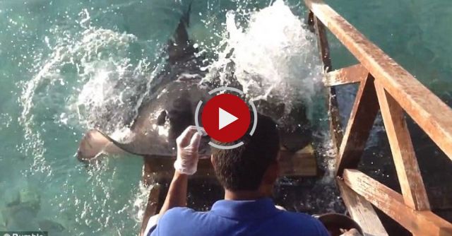 Stingray Jumps Onto Ramp For Food