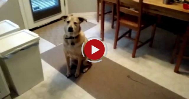 My Dog Gets Super Excited At The Food Bin Being Opened, Yet She's Very Well Disciplined.