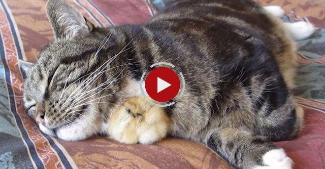 Chick Sleeps Under Cats Chin