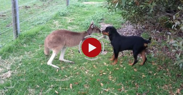 Kangaroo And Dog Showing Their Love For Each Other - Amazing