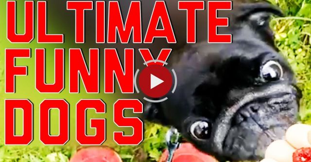 Ultimate Funny Dogs Compilation By FailArmy