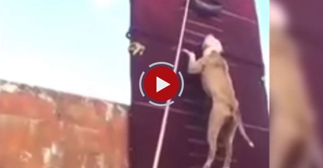 Pit Bull Climbs Insane Wall