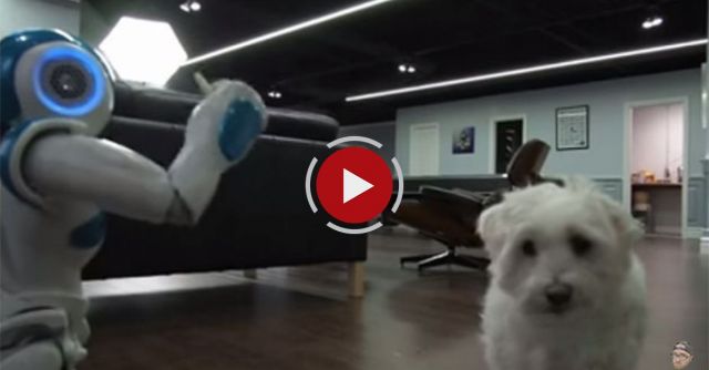 Robot + Dog + Pop-Tart = ?