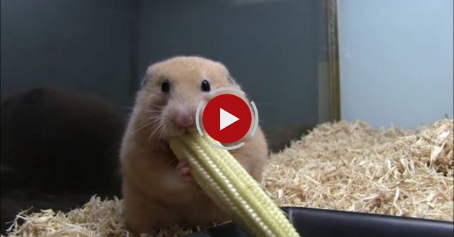 How NOT To Eat Your Corn!