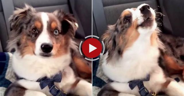 Waking Up Our Puppy To His Favorite Song 