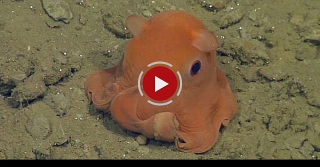 Isn't This Octopus Adorabilis?