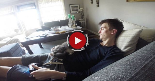 Cat Won't Let Me Play Video Games Alone