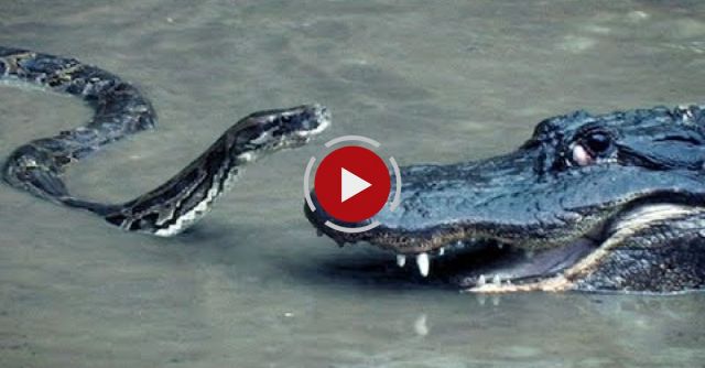 Python Vs Alligator - Python Attacks Alligator