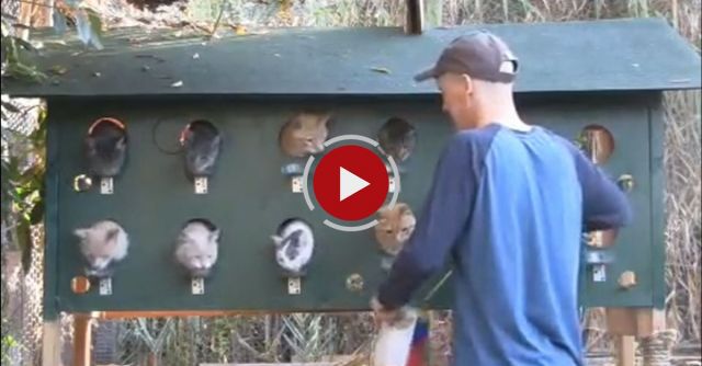 You Can Tame Feral Cats