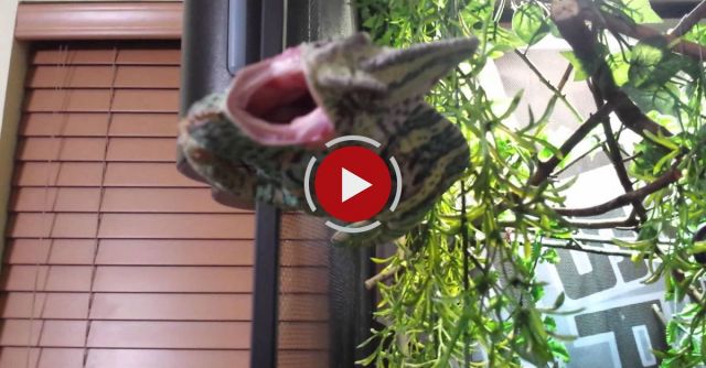 Chameleon On The Attack