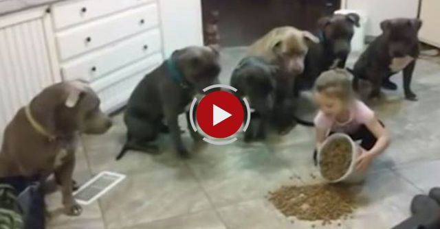 Little Girl Controls Pit Bull Dogs | Future Dog Trainer