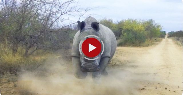 Rhino CHARGES And Attacks Car | Kruger National Park