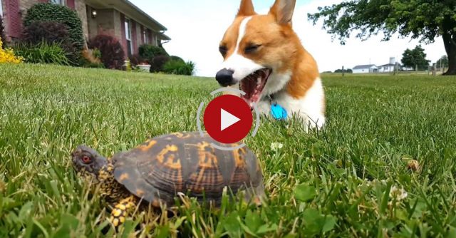 Turbo And The Turtle