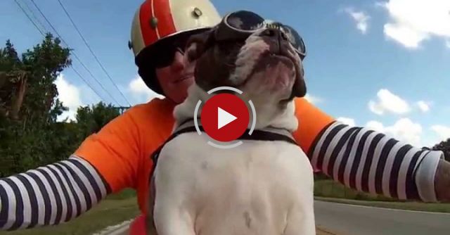 English Bulldog Waves Back At Biker