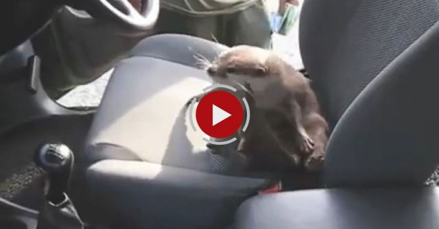 Cute Otter In Car And Refuses To Leave
