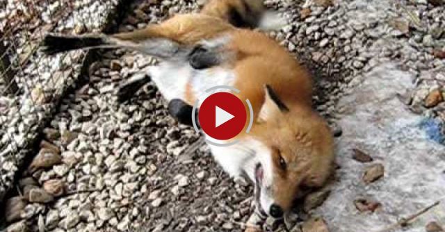 Chuckles The Red Fox