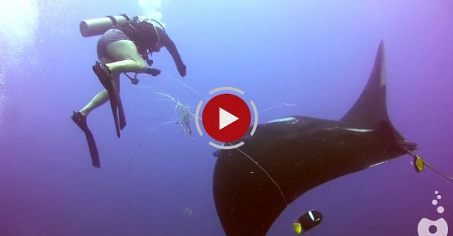 Tangled Manta Ray Asks For Diver's Help