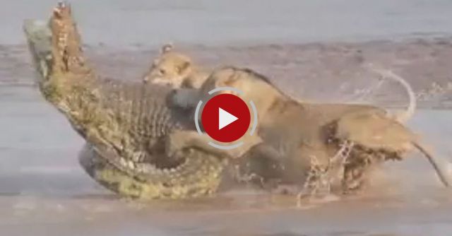 Lions Vs. Crocodile Fight 